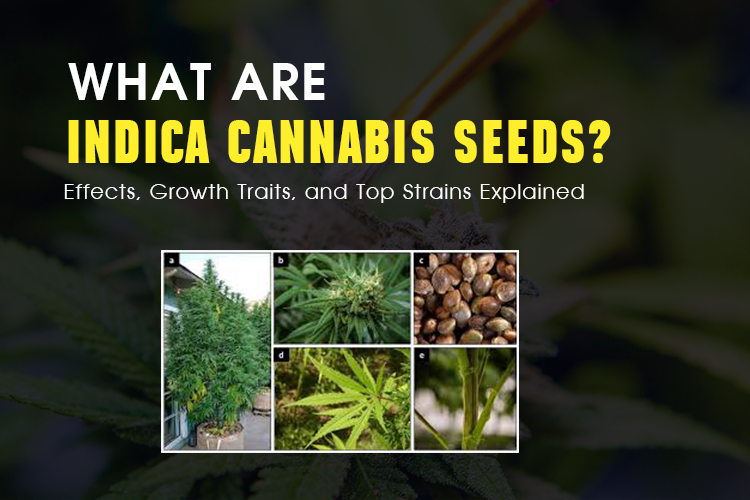 What Are Indica Cannabis Seeds? Effects, Growth Traits, and Top Strains Explained